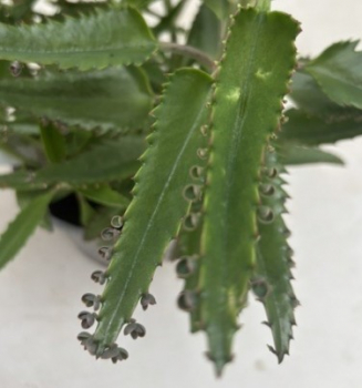 Preview: Kalanchoe daigremontiana 2